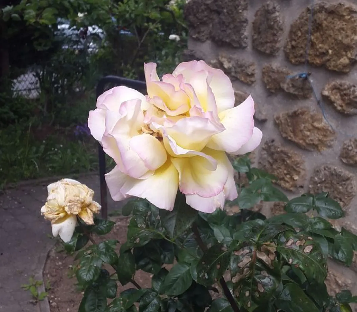 Location Ris-Orangis Maison 0acea52a