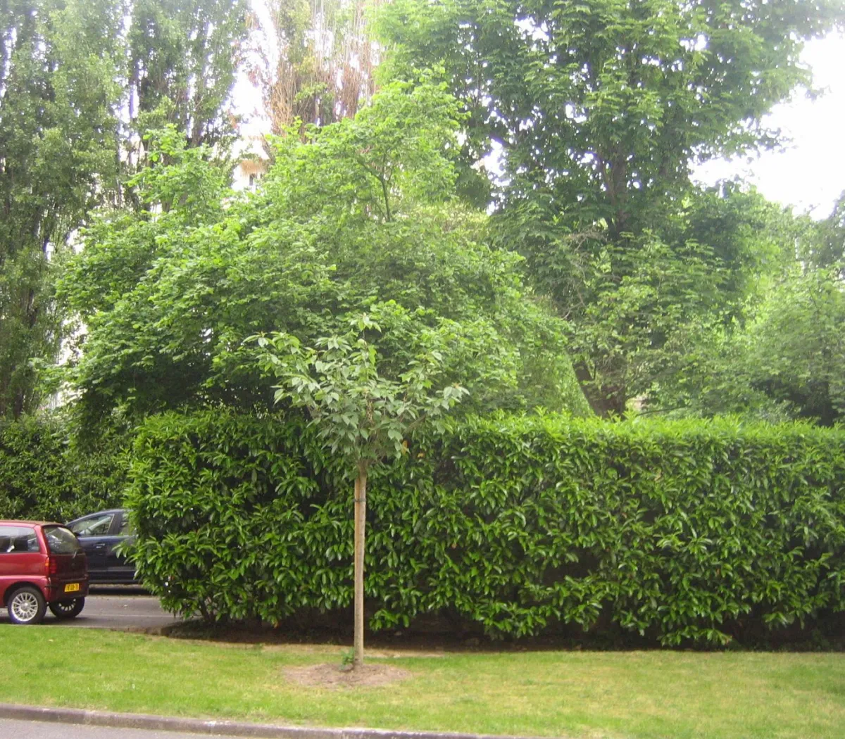 Location Versailles Appartement 1d224a93