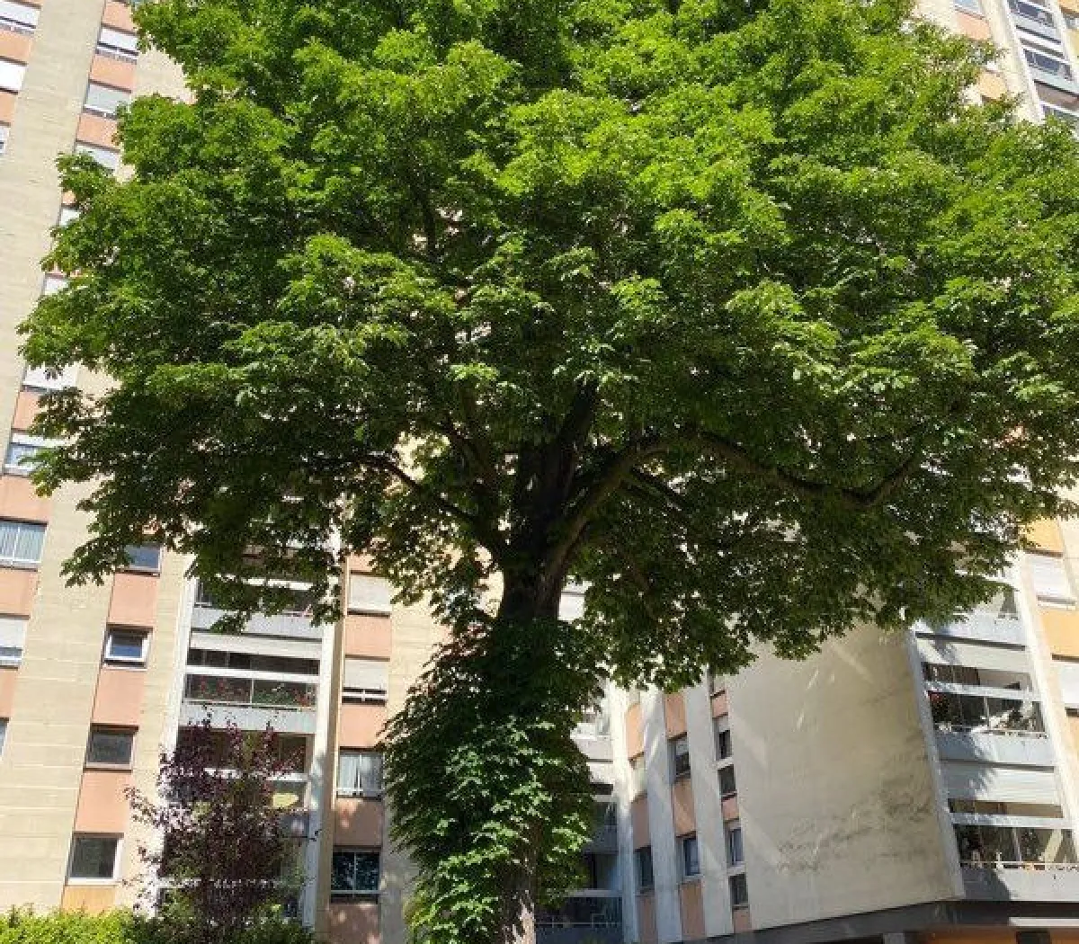 Location L'Haÿ-les-Roses Appartement 52b64858