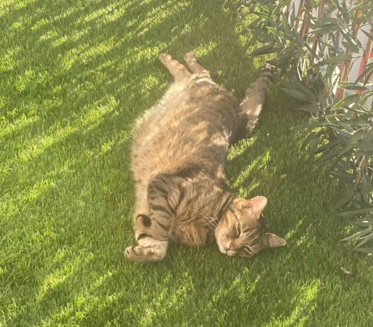 Location Chaville Chambre 67ed28c06268