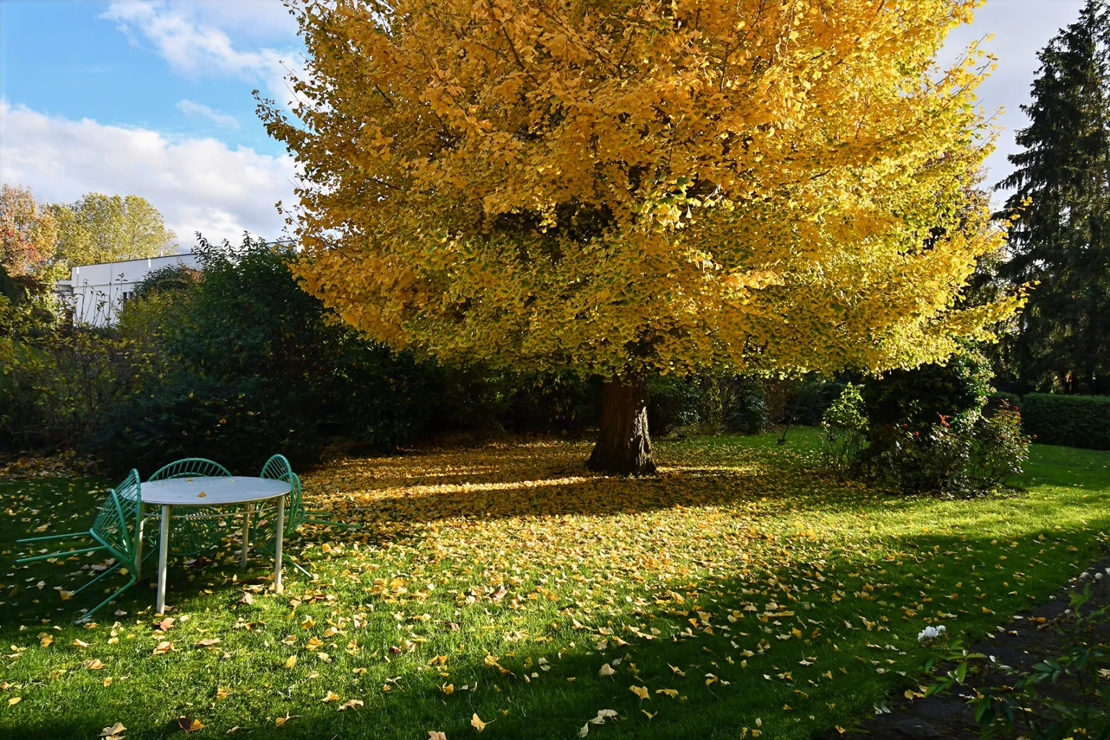 Location Strasbourg Appartement 6903881dbefd6