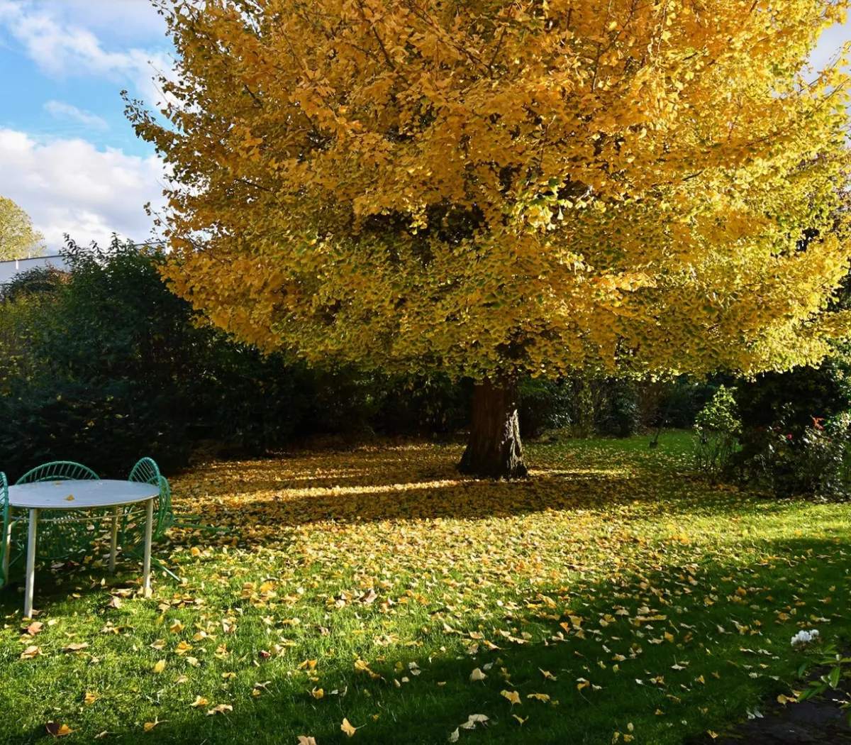 Location Strasbourg Appartement 6903881dbefd