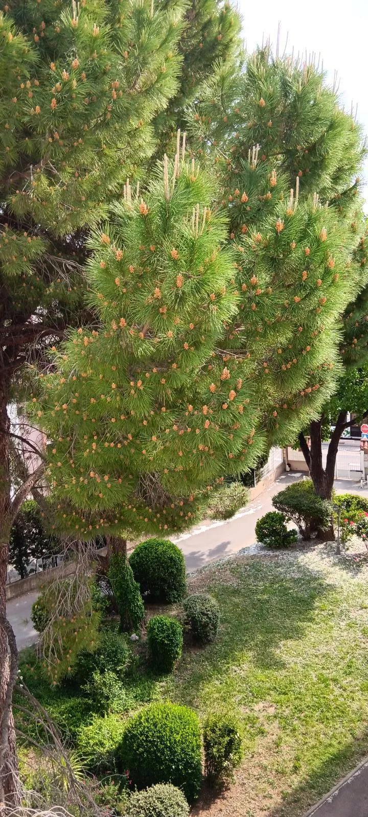 Location Montpellier Appartement 69f9119c8c26