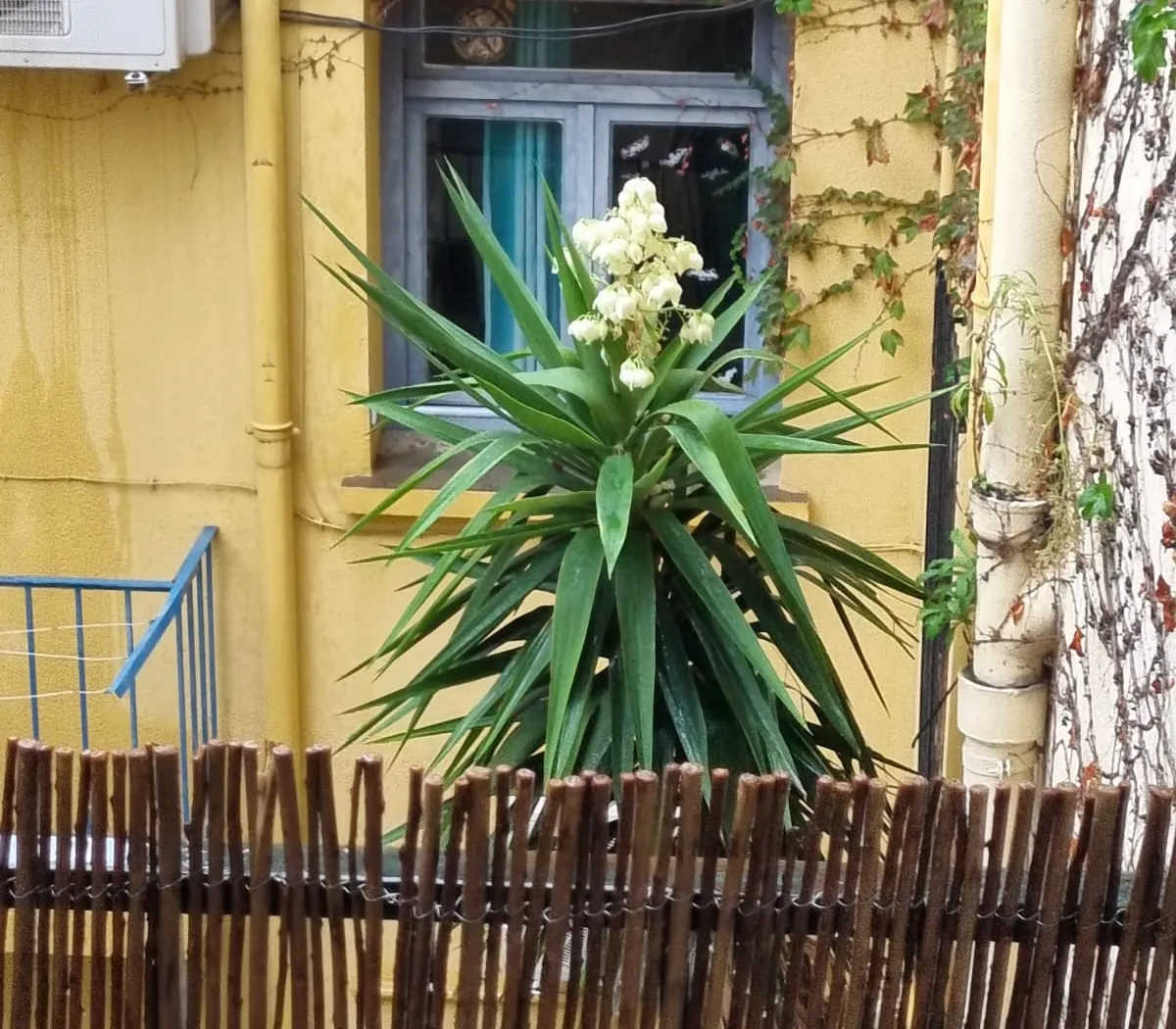 Location Perpignan Appartement 6ae125007532